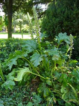 Imagem de Acanthus mollis L.