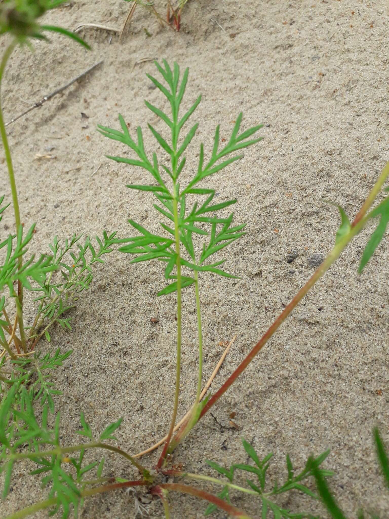 Image of Potentilla multifida L.