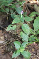 Image of Dicliptera minor subsp. minor