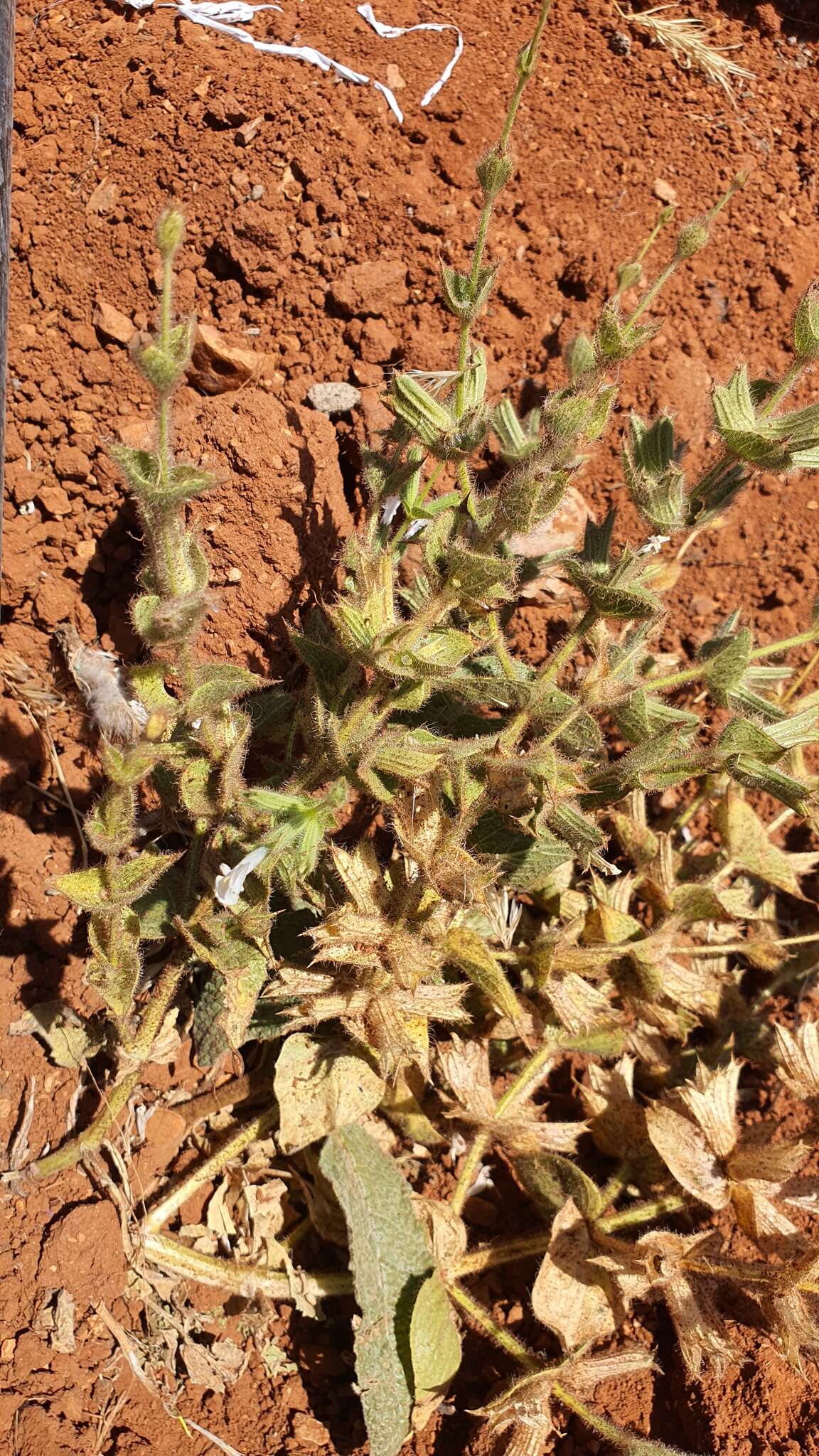 Image of Salvia palaestina Benth.