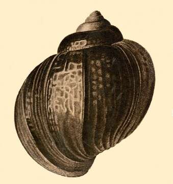 Image of Pomacea urceus (O. F. Müller 1774)