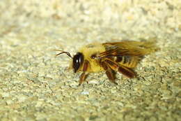 Image of Xylocopa tranquebarica (Fabricius 1804)