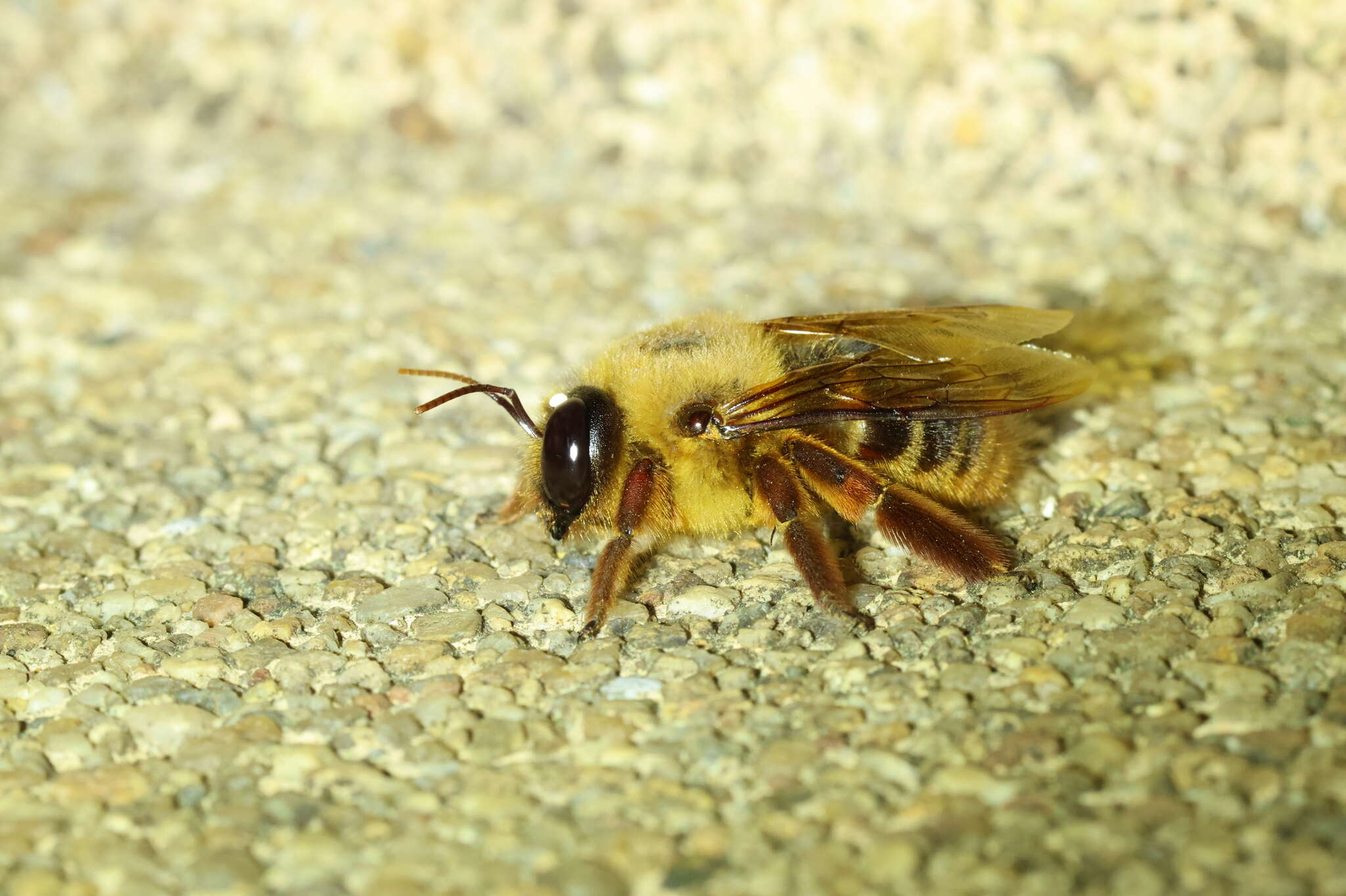 صورة Xylocopa tranquebarica (Fabricius 1804)