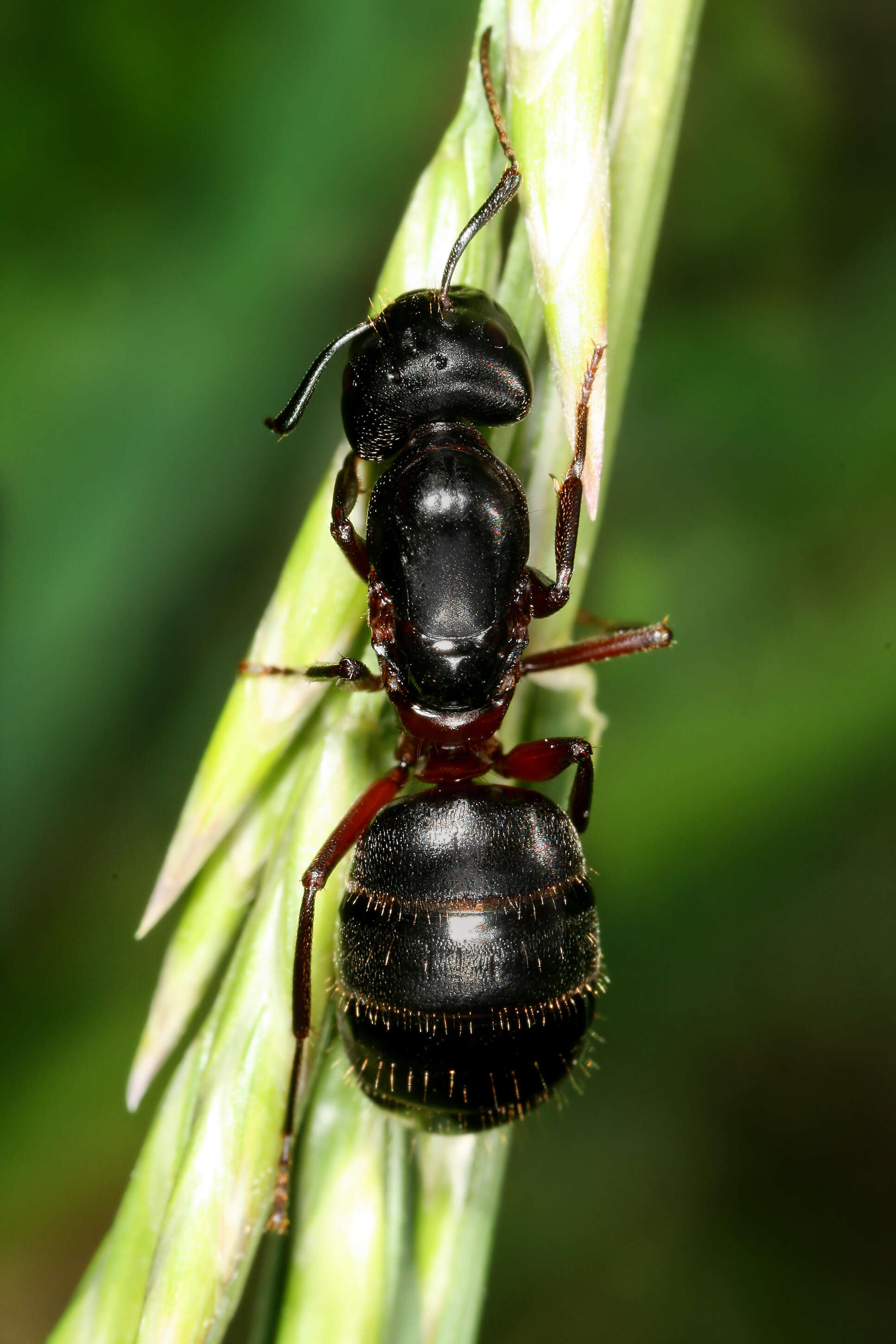 Image of Camponotus herculeanus (Linnaeus 1758)