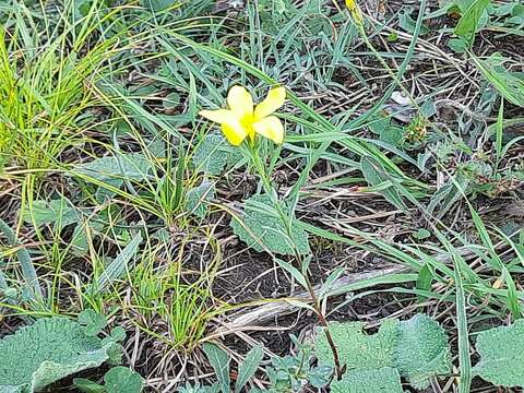 Image of Linum mucronatum subsp. armenum (Bordzil.) P. H. Davis