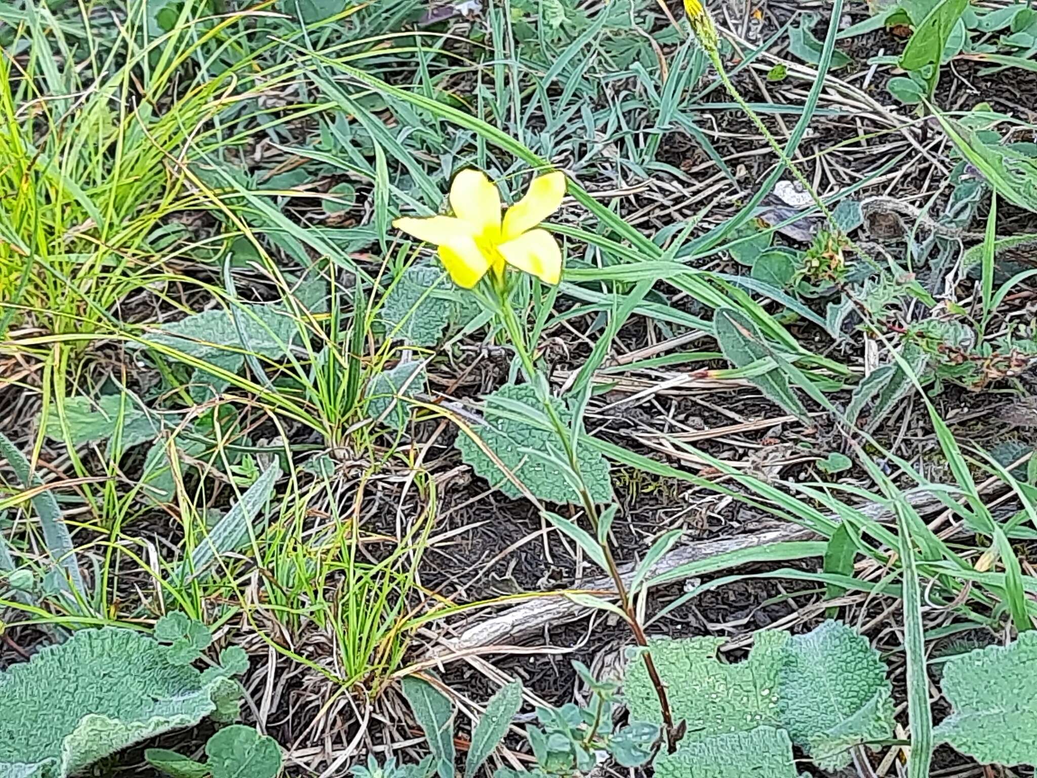 Image of Linum mucronatum subsp. armenum (Bordzil.) P. H. Davis