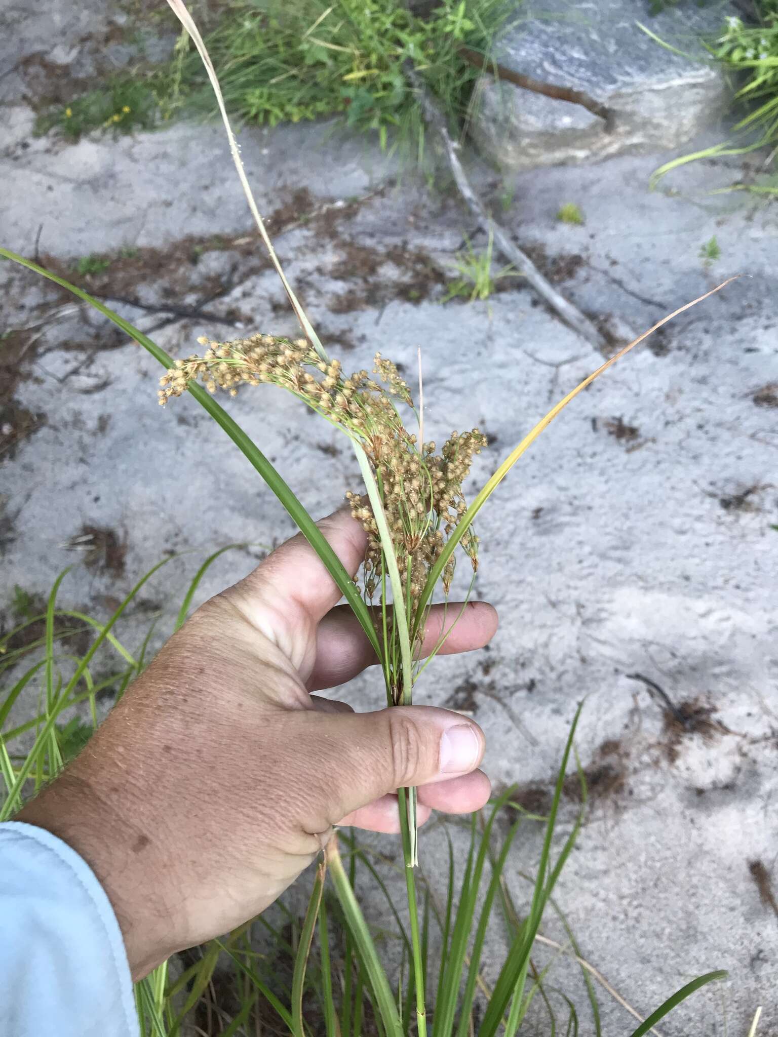 Image of Stalked Bulrush