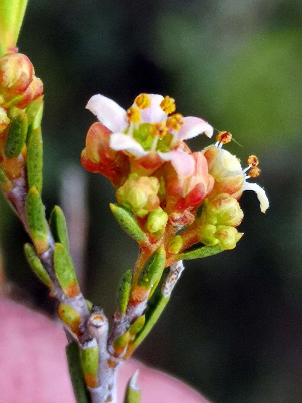 Image of Diosma pedicellata I. Williams