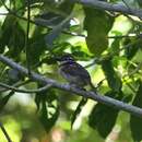 Image of Chestnut-capped Puffbird