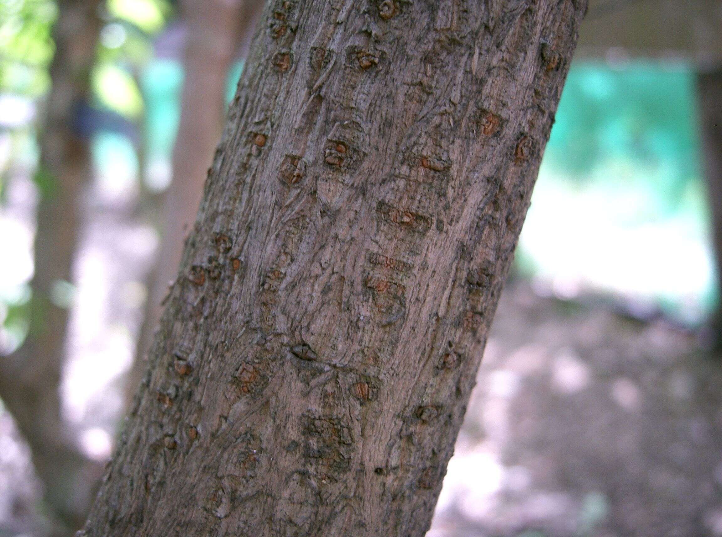 Image of Fragrant Wintersweet