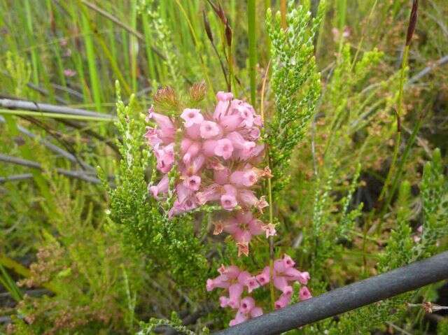 صورة Erica daphniflora var. daphniflora