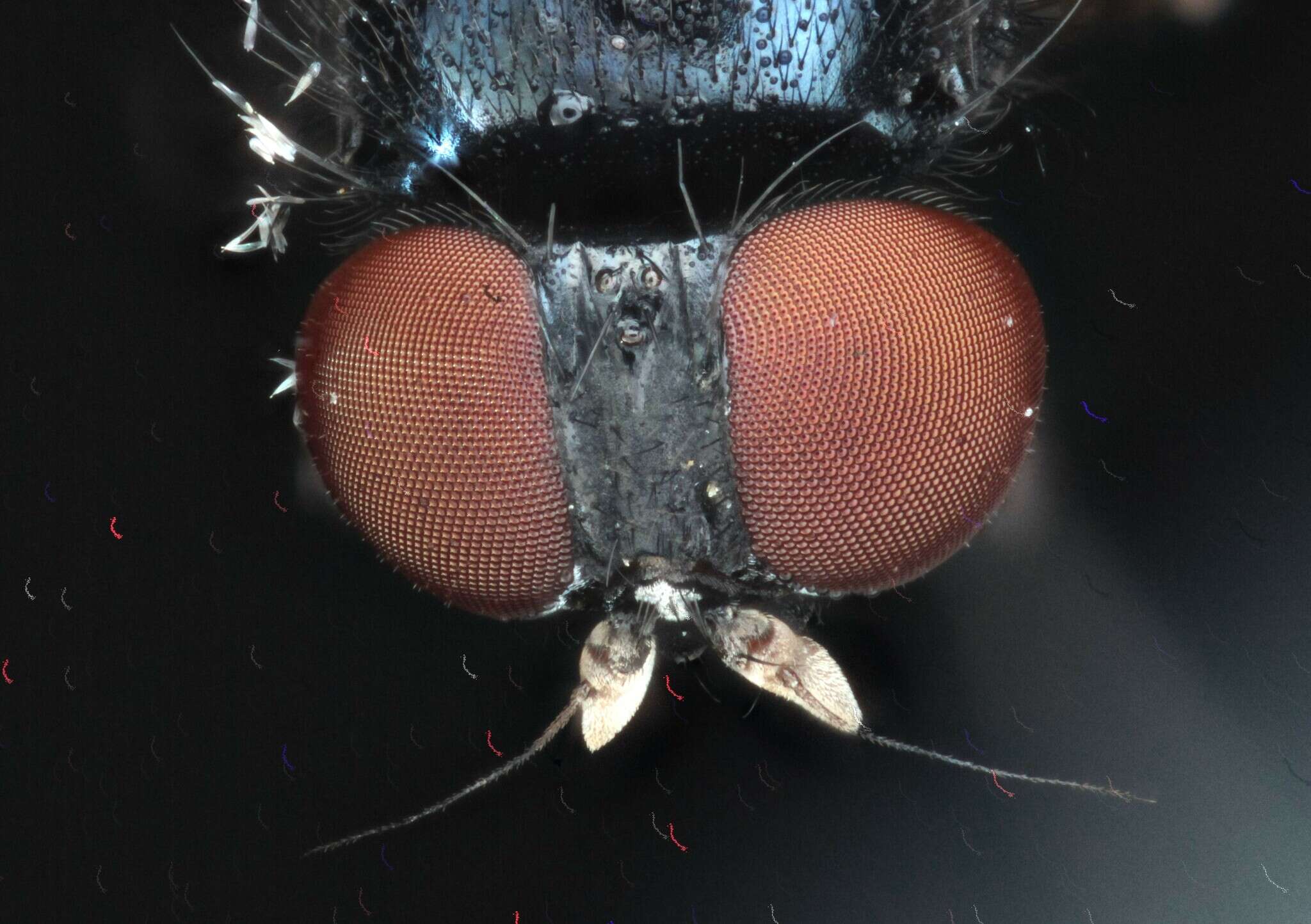 Image of Lance fly