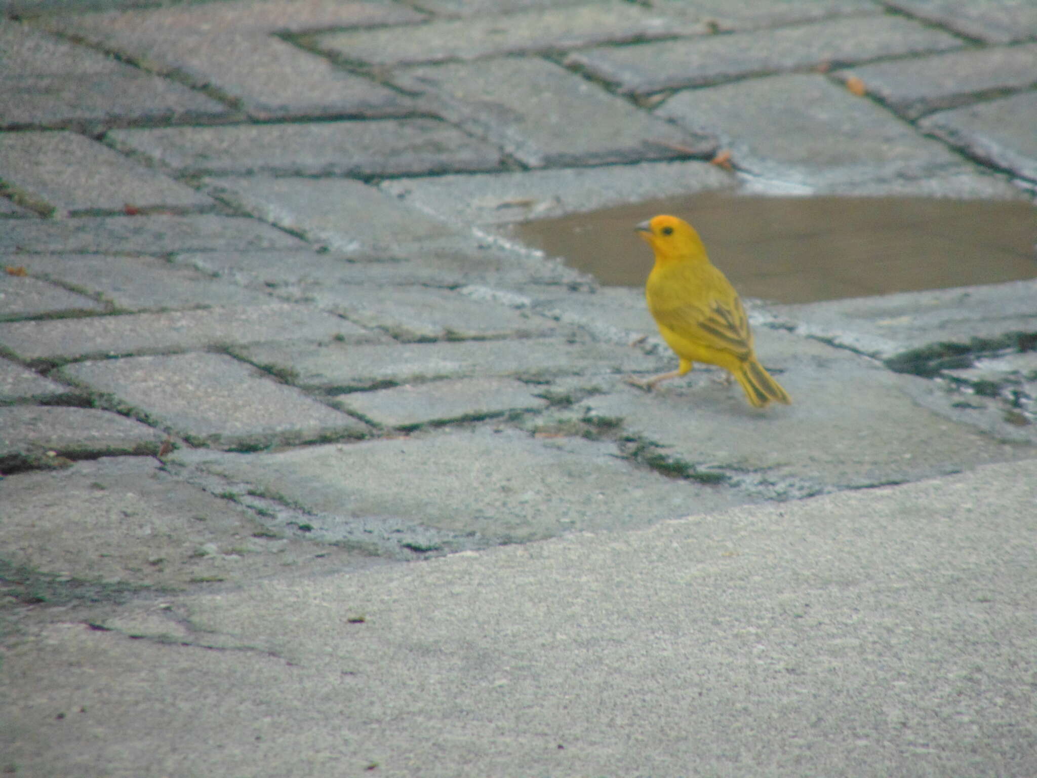 Image of Saffron Finch