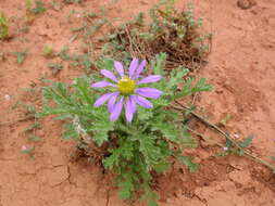 Image of Erodiophyllum elderi F. Müll.