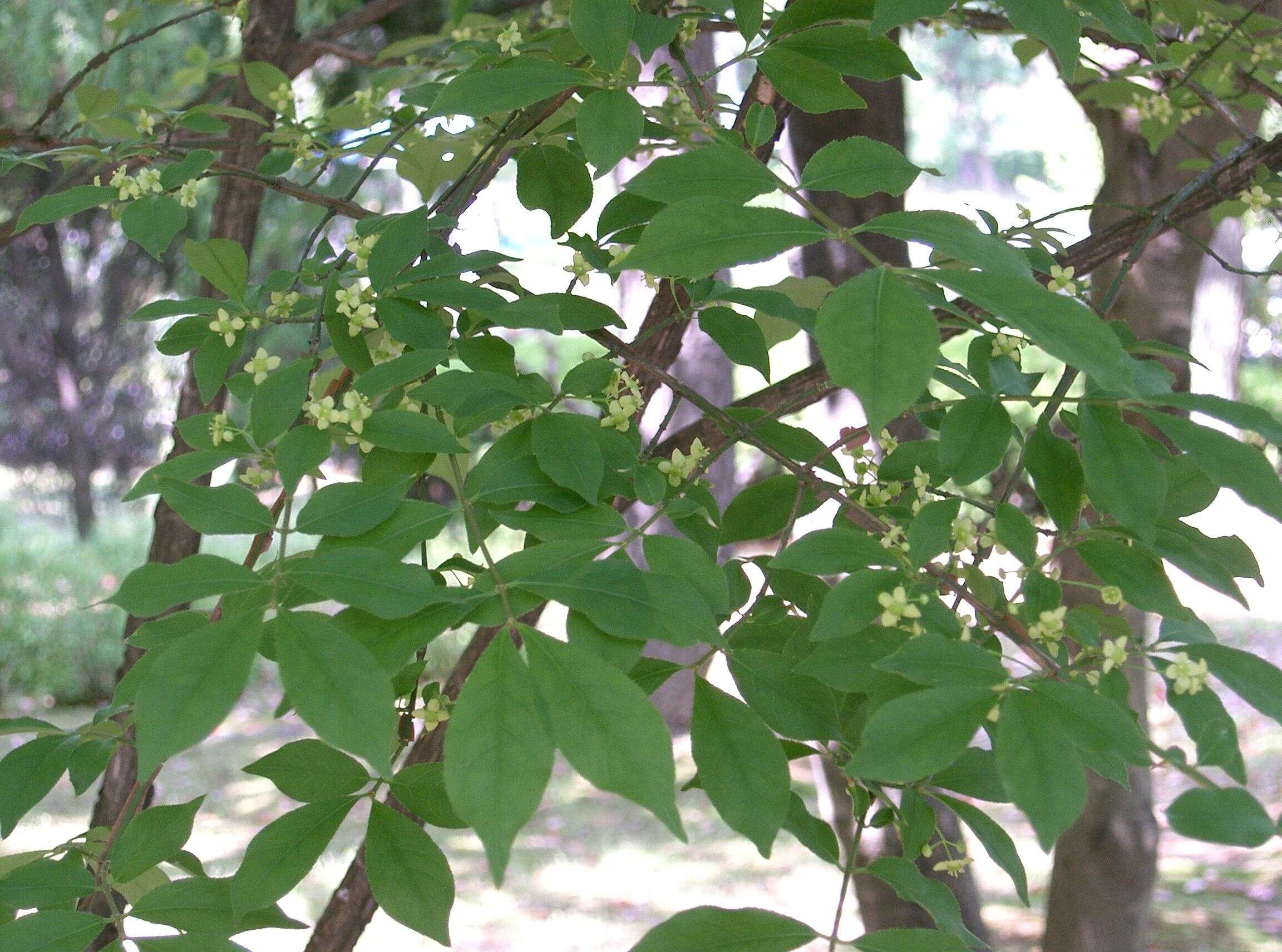 Image de Euonymus alatus (Thunb.) Siebold