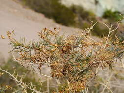 Image of Senecio subulatus D. Don ex Hook. & Arn.