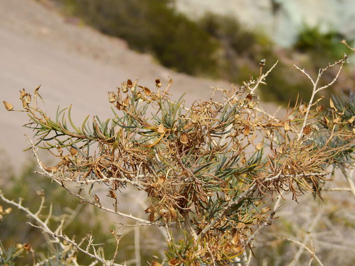 Image of Senecio subulatus D. Don ex Hook. & Arn.