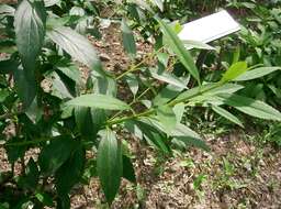 Image of weeping forsythia