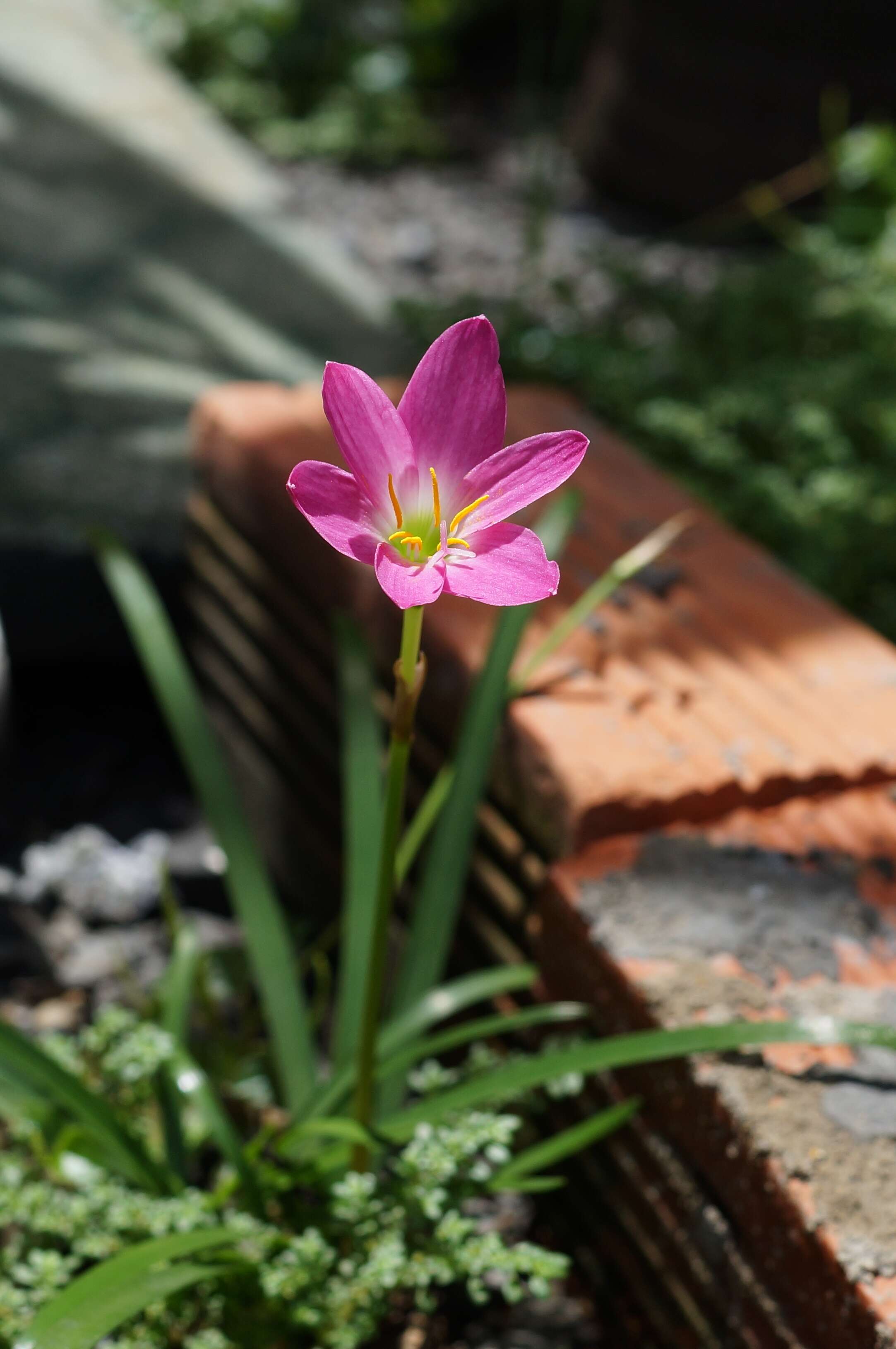 Zephyranthes rosea Lindl. resmi