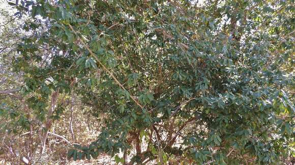 Слика од Hugonia orientalis Engl.