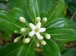 Image de Pittosporum tobira (Murray) Aiton fil.