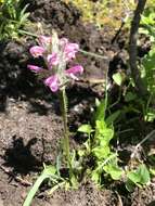 Image of Rocky Mountain Lousewort