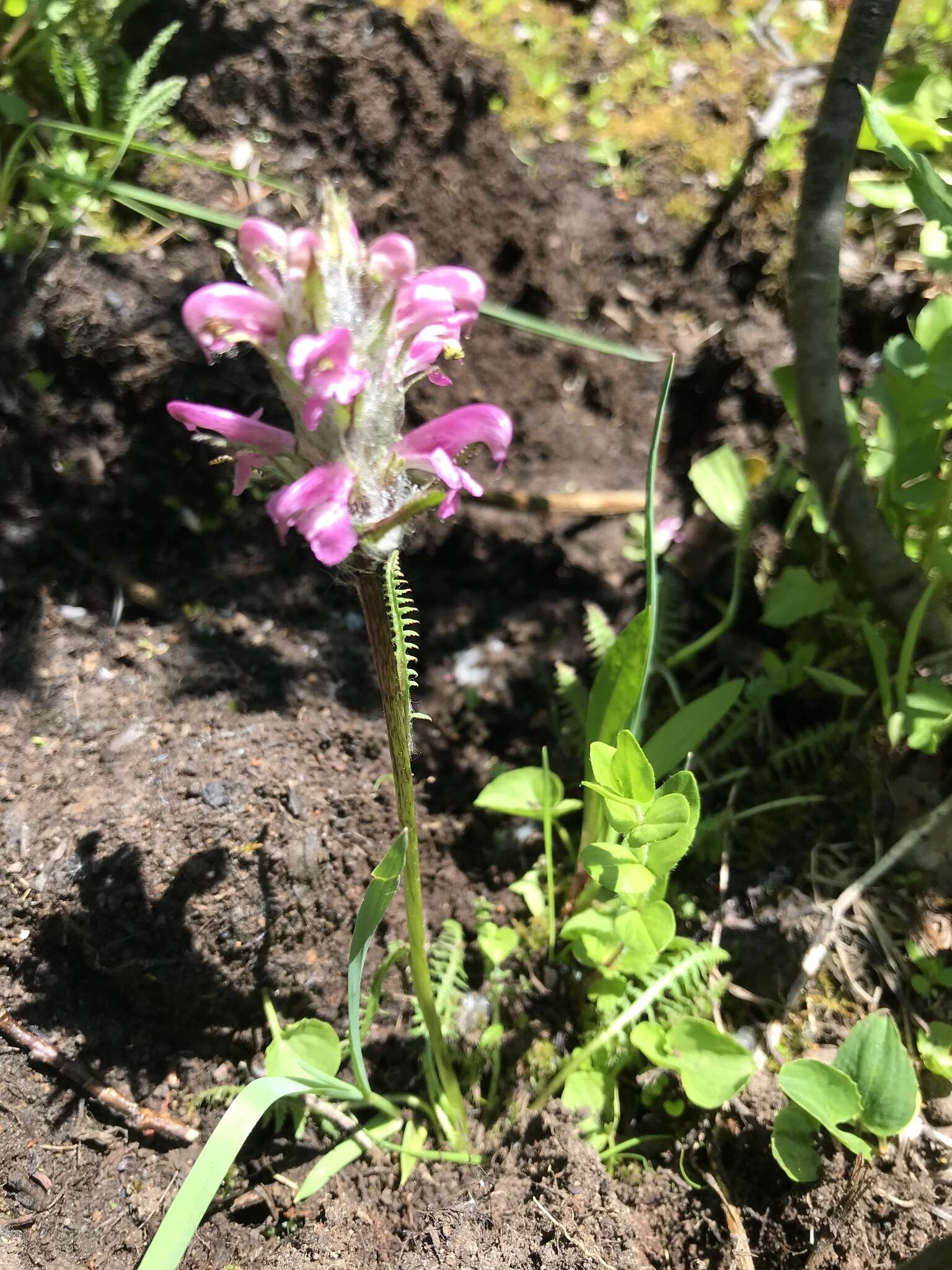 Image of Rocky Mountain Lousewort