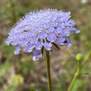 Trachymene coerulea R. Grah. resmi