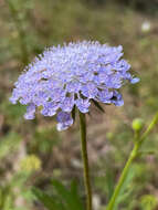 Image of Trachymene coerulea R. Grah.