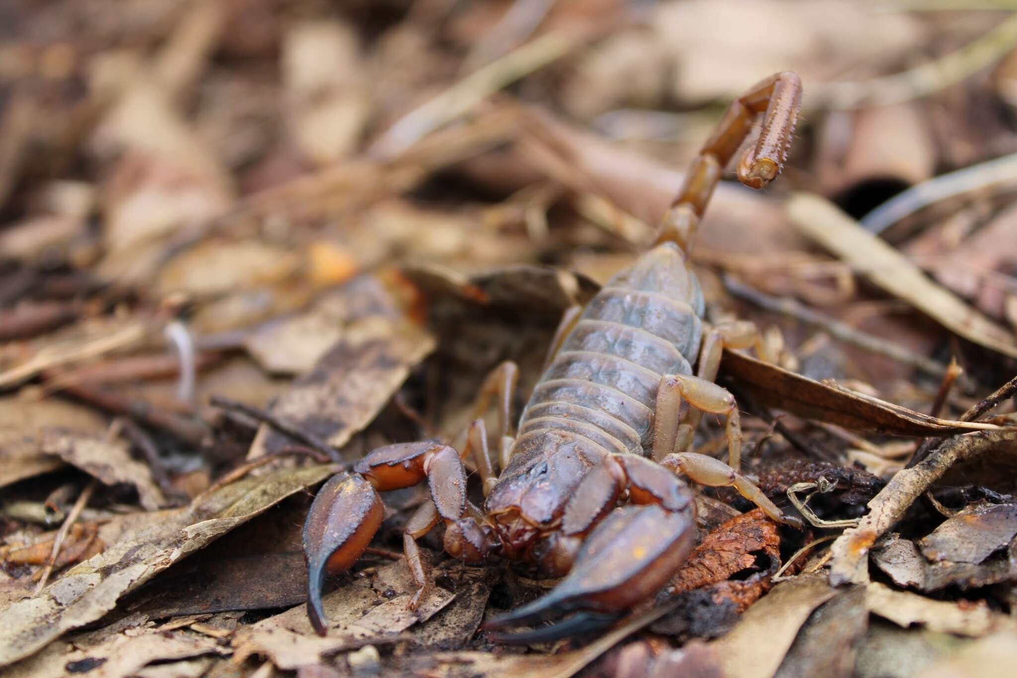 Urodacus elongatus L. E. Koch 1977 resmi