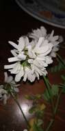 Image of white crownvetch