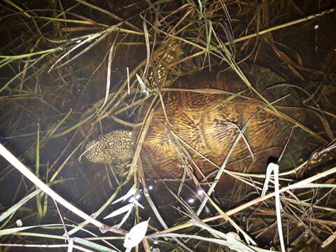 Image of Eastern Pond Turtle