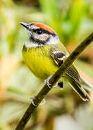 Image of Rufous-crowned Tody-Flycatcher