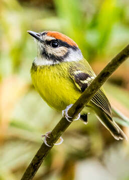 Image of Rufous-crowned Tody-Flycatcher