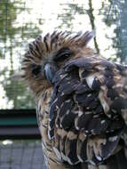 Image of Buffy Fish Owl