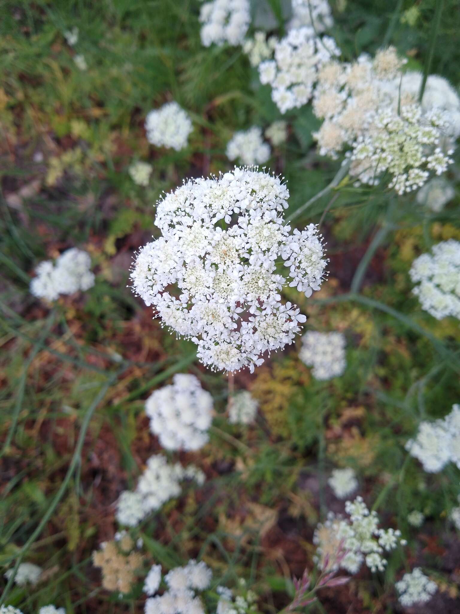 Image of corky-fruited water-dropwort