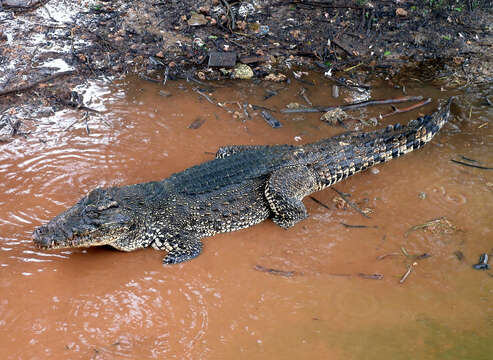 Image of Cuban Crocodile