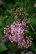 Image of Japanese meadowsweet