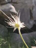 Image of Pulsatilla alpina subsp. font-queri Lainz & P. Monts.