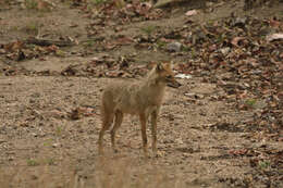 Слика од Canis aureus indicus Hodgson 1833