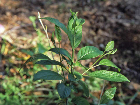 Image of Japanese alder