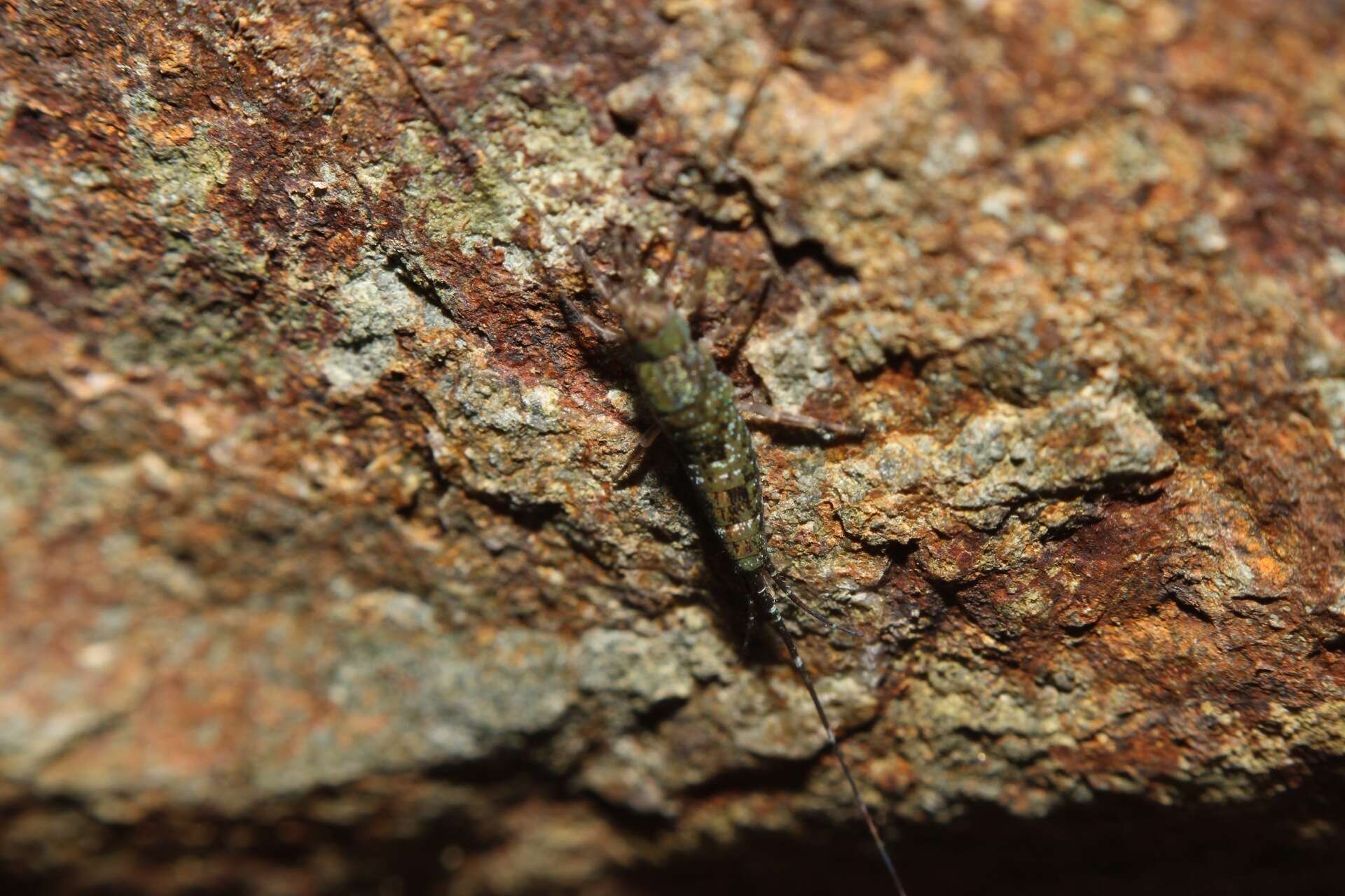 Слика од Petrobius brevistylis Carpenter 1913