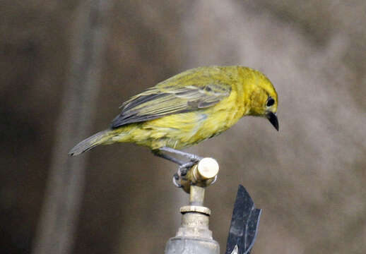 Image of Slender-billed Weaver