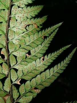 Imagem de Polystichum luctuosum (Kunze) T. Moore