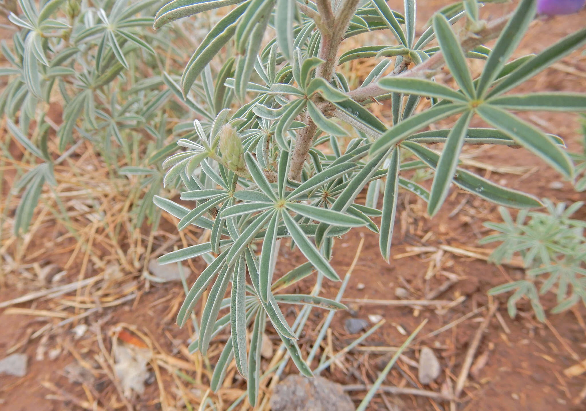 Image de Lupinus caudatus