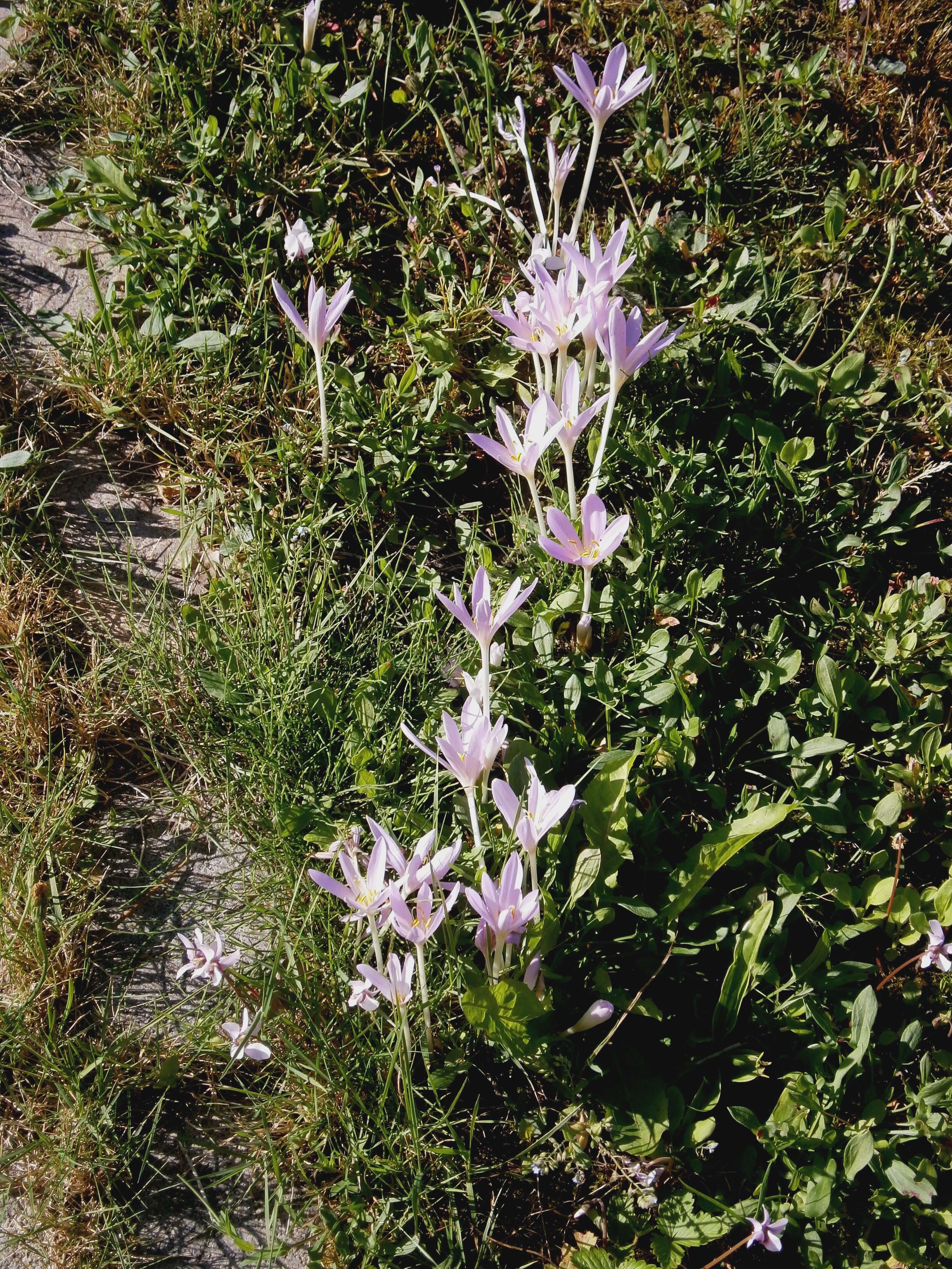 Image of Autumn crocus