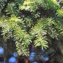 Image of Japanese Bush Spruce