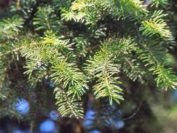 Image of Japanese Bush Spruce