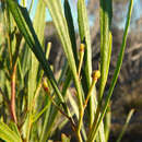 Imagem de Dodonaea viscosa subsp. angustissima (DC.) J. West