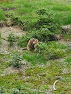 Image of Olympic Marmot